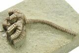 Partial Crinoid (Agaricocrinus) Fossil - Crawfordsville, Indiana #269727-2